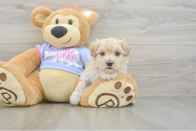 Maltipoo Pup Being Cute