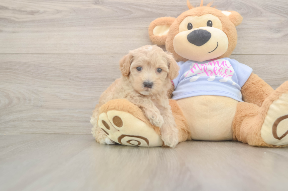 6 week old Maltipoo Puppy For Sale - Windy City Pups