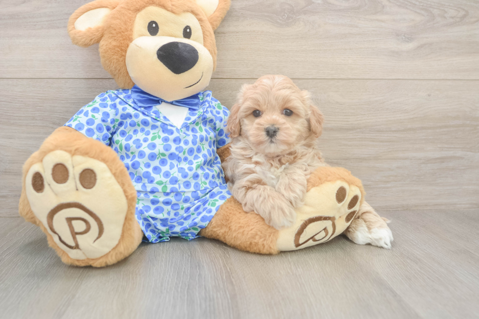 Funny Maltipoo Poodle Mix Pup