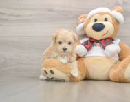 7 week old Maltipoo Puppy For Sale - Windy City Pups