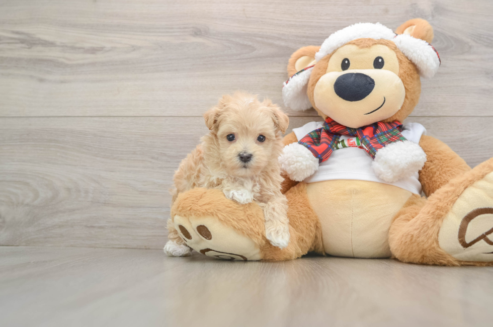 6 week old Maltipoo Puppy For Sale - Windy City Pups