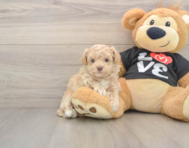 7 week old Maltipoo Puppy For Sale - Windy City Pups