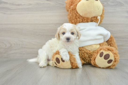 Maltipoo Pup Being Cute