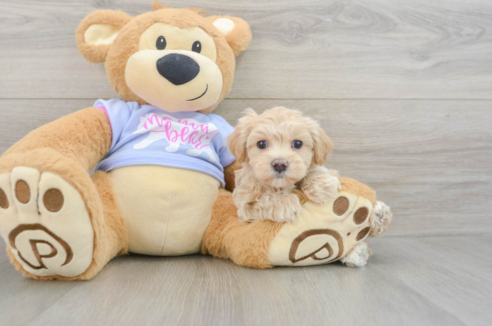 6 week old Maltipoo Puppy For Sale - Windy City Pups