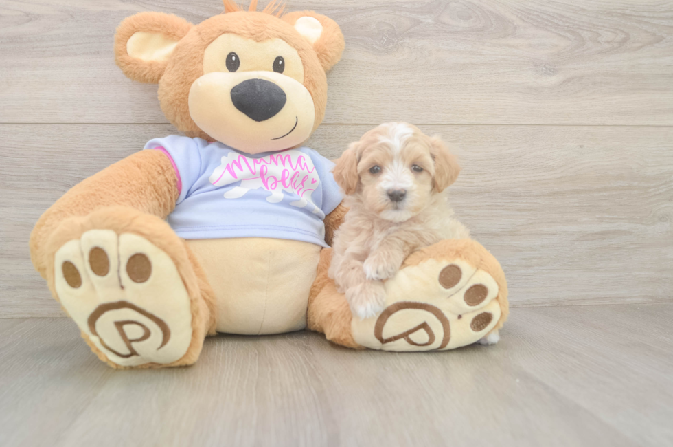 6 week old Maltipoo Puppy For Sale - Windy City Pups