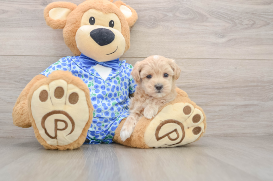 Funny Maltipoo Poodle Mix Pup