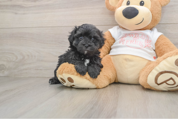 Maltipoo Pup Being Cute