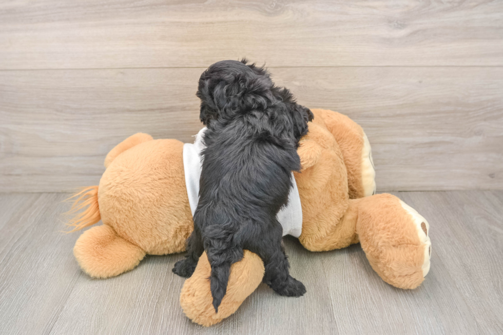 Petite Maltipoo Poodle Mix Pup