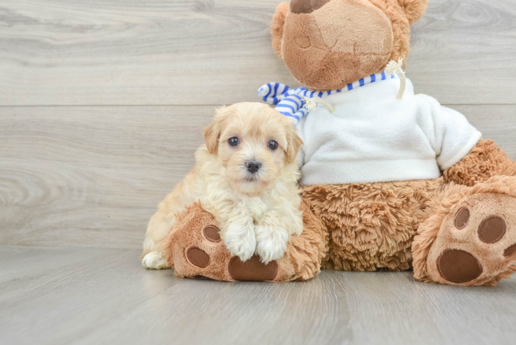 Friendly Maltipoo Baby