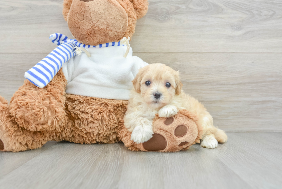 Best Maltipoo Baby