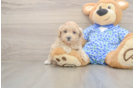 Sweet Maltipoo Baby