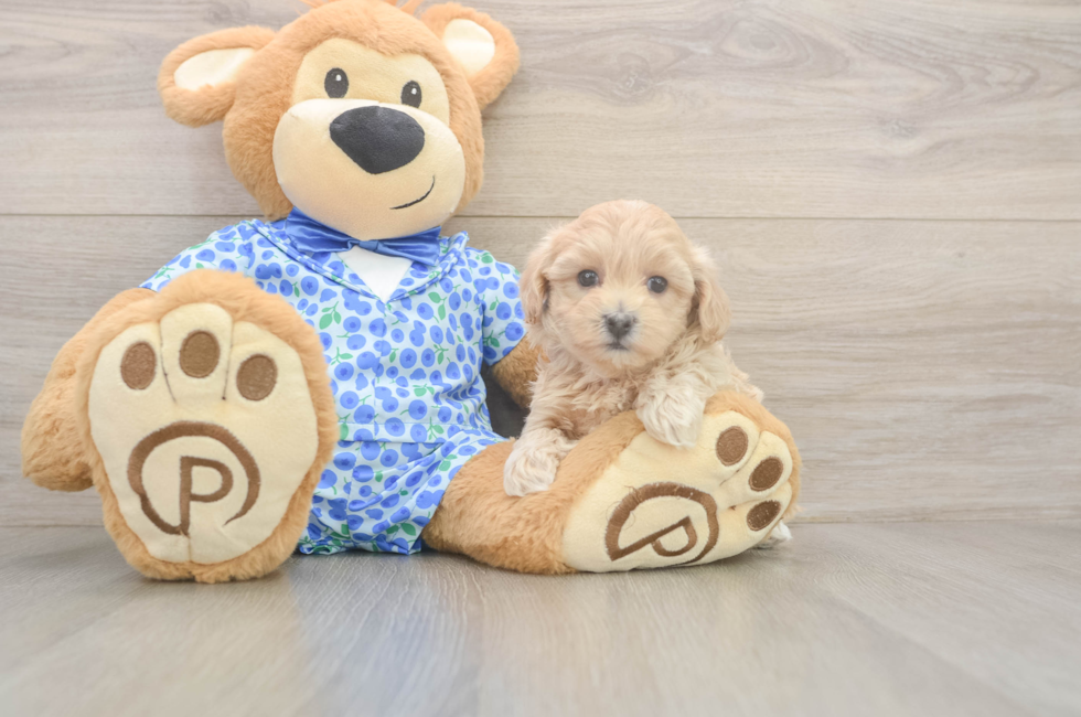 6 week old Maltipoo Puppy For Sale - Windy City Pups