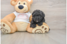 Best Maltipoo Baby
