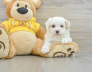 8 week old Maltipoo Puppy For Sale - Windy City Pups