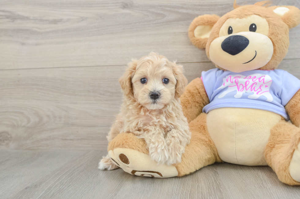 6 week old Maltipoo Puppy For Sale - Windy City Pups