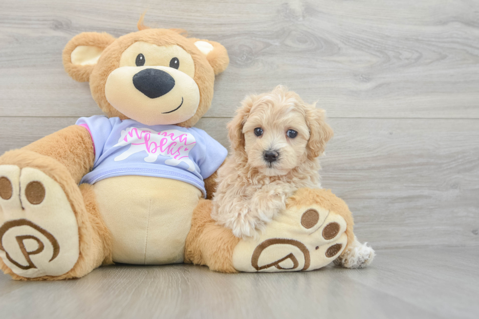 Playful Maltepoo Poodle Mix Puppy
