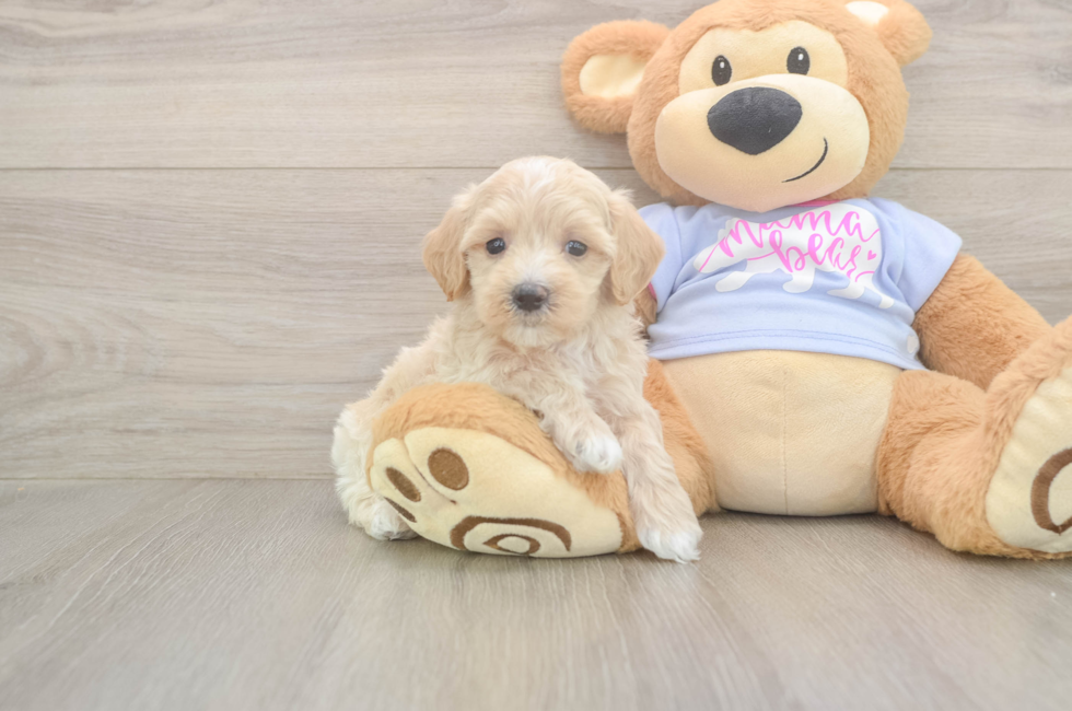 6 week old Maltipoo Puppy For Sale - Windy City Pups