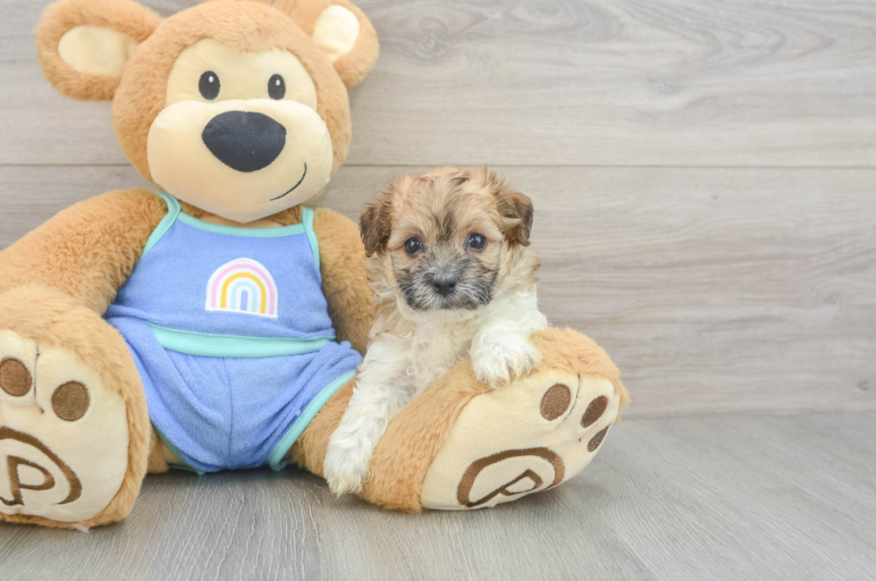 5 week old Maltipoo Puppy For Sale - Windy City Pups