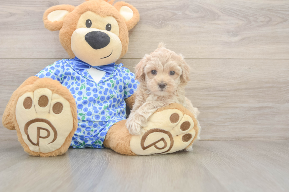 6 week old Maltipoo Puppy For Sale - Windy City Pups