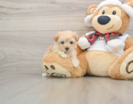 9 week old Maltipoo Puppy For Sale - Windy City Pups