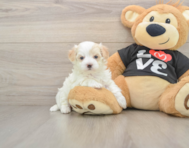 8 week old Maltipoo Puppy For Sale - Windy City Pups