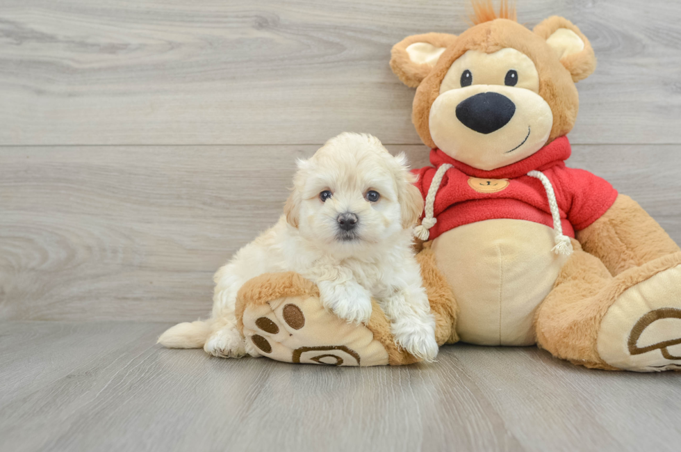 6 week old Maltipoo Puppy For Sale - Windy City Pups