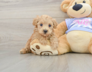 8 week old Maltipoo Puppy For Sale - Windy City Pups