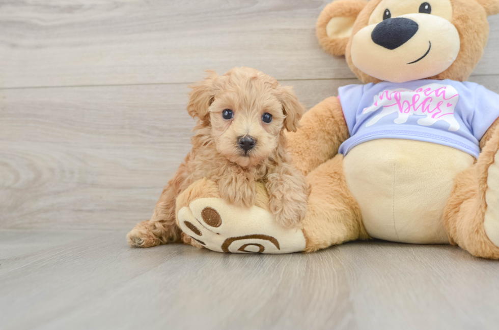 5 week old Maltipoo Puppy For Sale - Windy City Pups