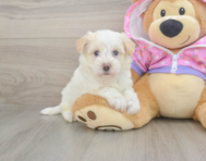 8 week old Maltipoo Puppy For Sale - Windy City Pups