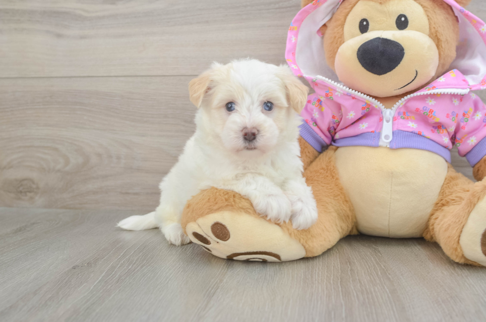 5 week old Maltipoo Puppy For Sale - Windy City Pups