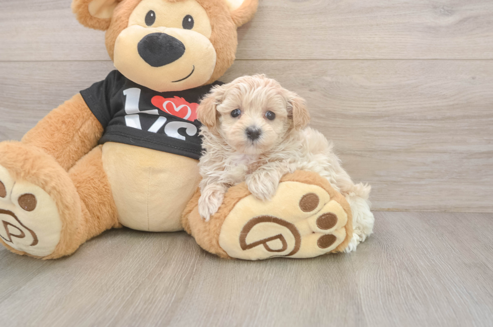 5 week old Maltipoo Puppy For Sale - Windy City Pups