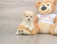 8 week old Maltipoo Puppy For Sale - Windy City Pups