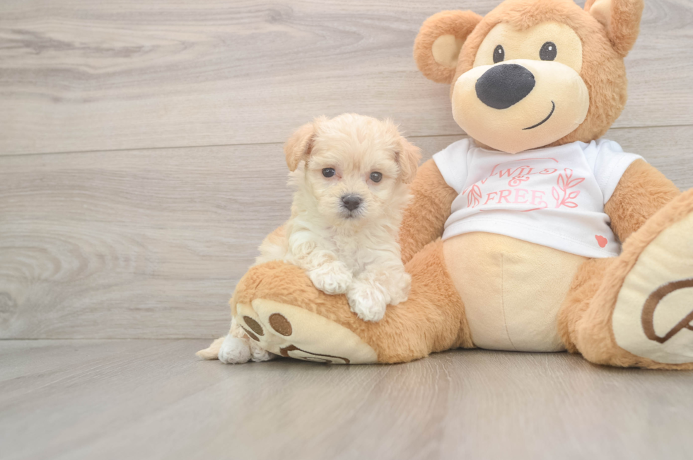 6 week old Maltipoo Puppy For Sale - Windy City Pups