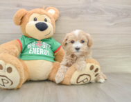 6 week old Maltipoo Puppy For Sale - Windy City Pups