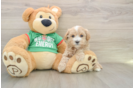 Friendly Maltipoo Baby