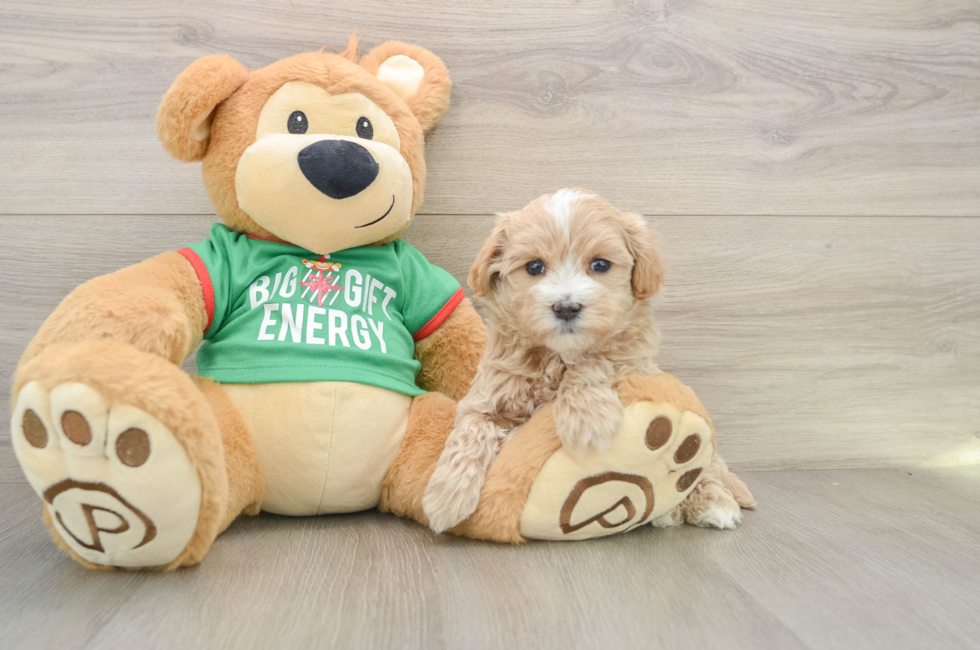 6 week old Maltipoo Puppy For Sale - Windy City Pups