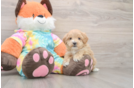 Best Maltipoo Baby