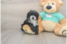 Friendly Maltipoo Baby