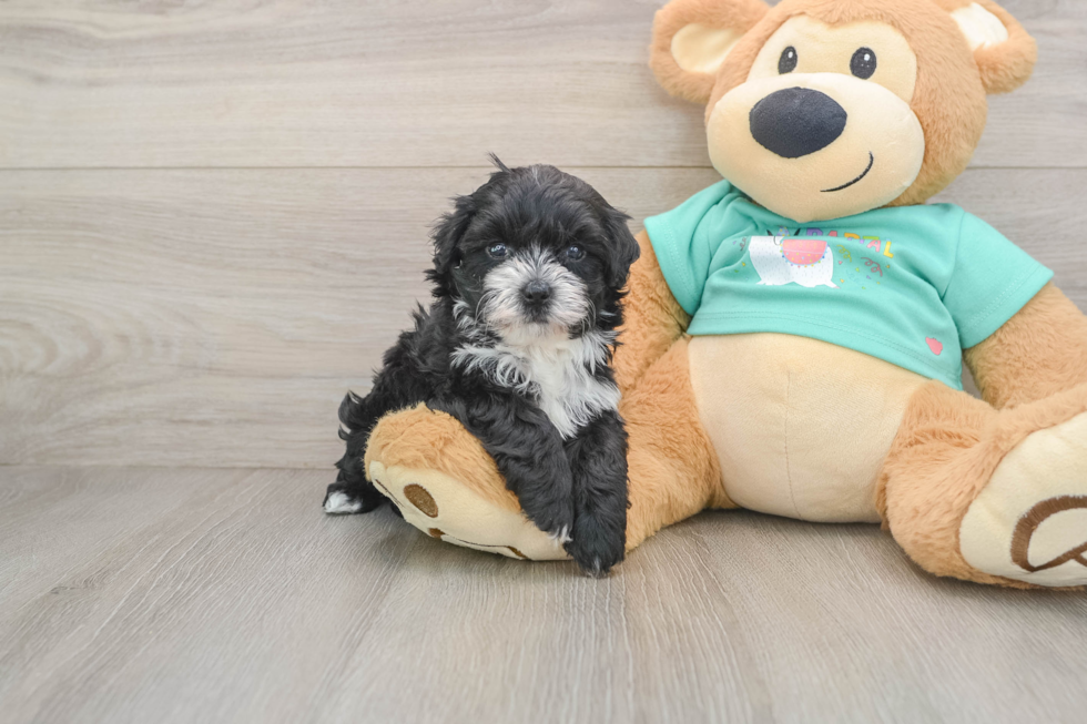 Friendly Maltipoo Baby