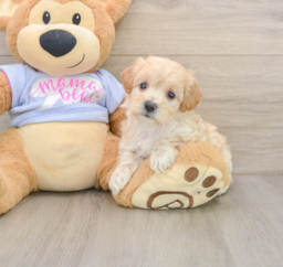 8 week old Maltipoo Puppy For Sale - Windy City Pups