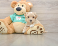 7 week old Maltipoo Puppy For Sale - Windy City Pups