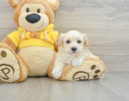 7 week old Maltipoo Puppy For Sale - Windy City Pups