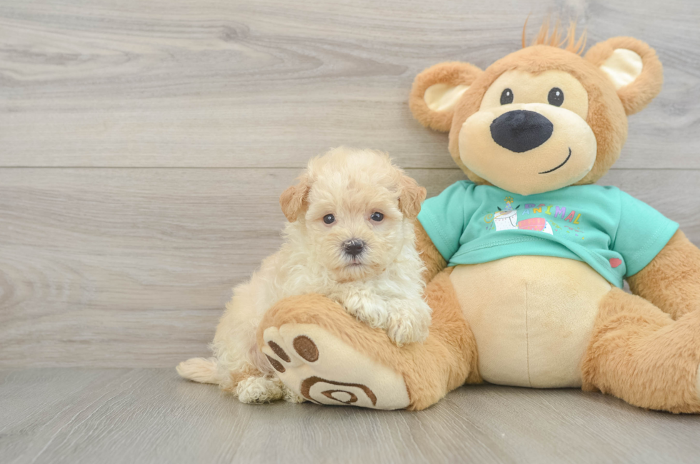 7 week old Maltipoo Puppy For Sale - Windy City Pups
