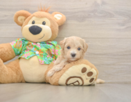 6 week old Maltipoo Puppy For Sale - Windy City Pups