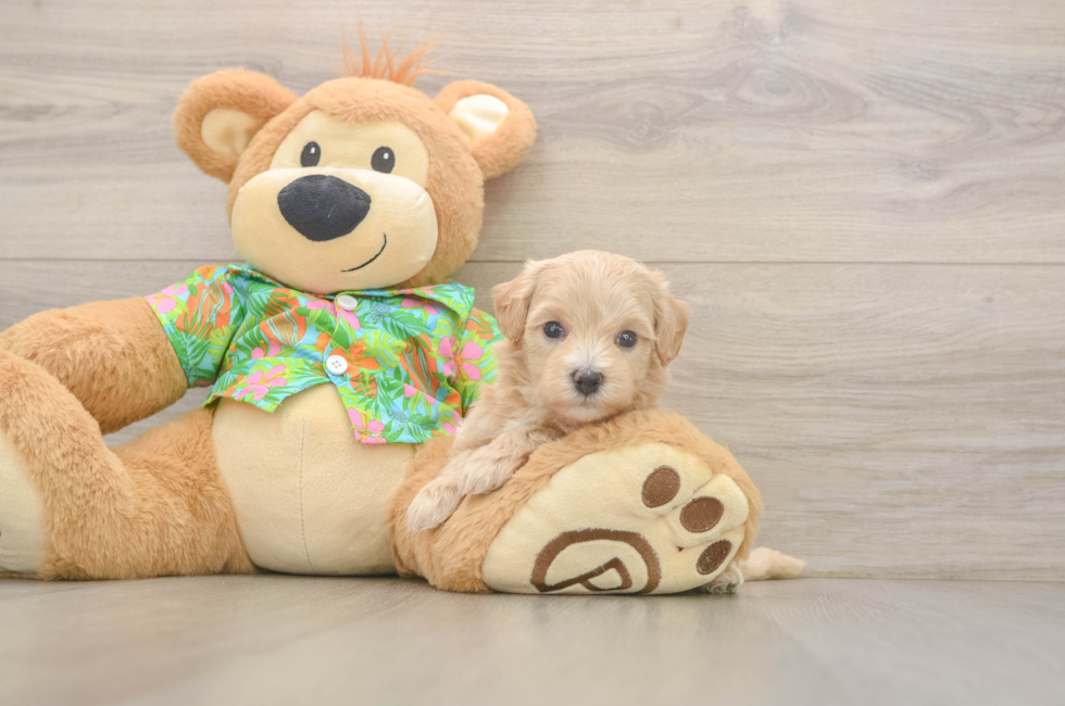 6 week old Maltipoo Puppy For Sale - Windy City Pups