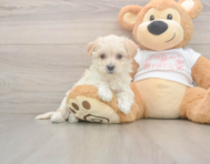 8 week old Maltipoo Puppy For Sale - Windy City Pups