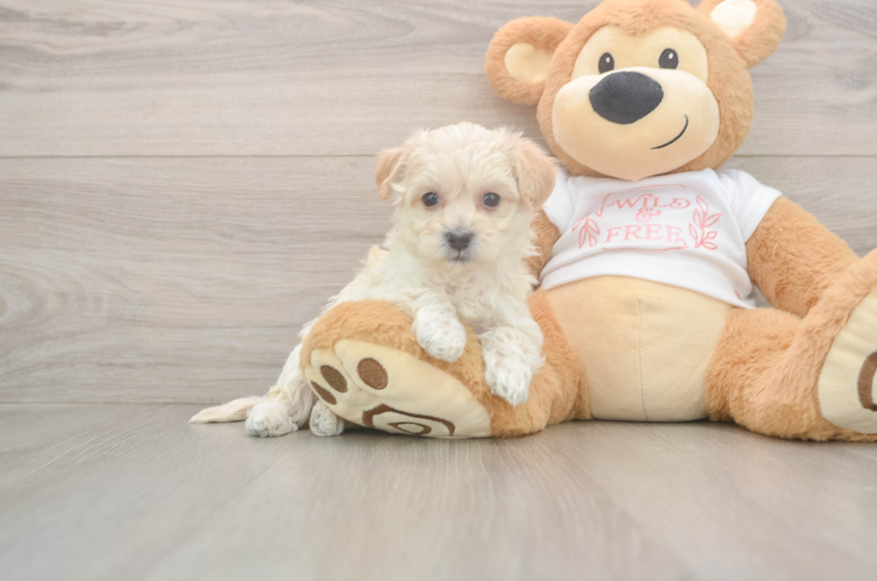 6 week old Maltipoo Puppy For Sale - Windy City Pups