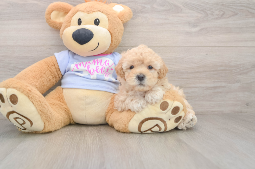 Best Maltipoo Baby