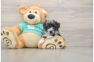 Cute Maltipoo Baby
