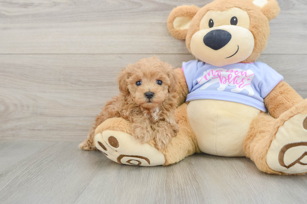 Popular Maltipoo Poodle Mix Pup